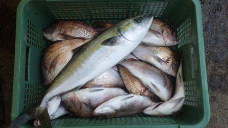 淡路じゃのひれフィッシングパーク 釣果