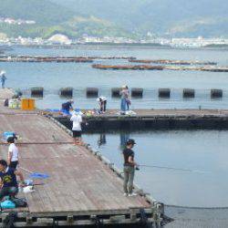 淡路じゃのひれフィッシングパーク 釣果