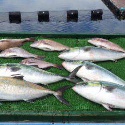 淡路じゃのひれフィッシングパーク 釣果