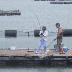 淡路じゃのひれフィッシングパーク 釣果