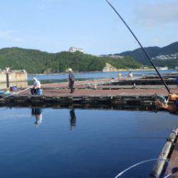 淡路じゃのひれフィッシングパーク 釣果