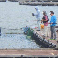 淡路じゃのひれフィッシングパーク 釣果