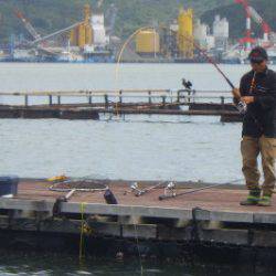 淡路じゃのひれフィッシングパーク 釣果