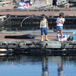 淡路じゃのひれフィッシングパーク 釣果