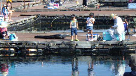 淡路じゃのひれフィッシングパーク 釣果