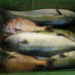 淡路じゃのひれフィッシングパーク 釣果