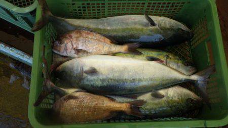 淡路じゃのひれフィッシングパーク 釣果