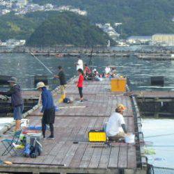 淡路じゃのひれフィッシングパーク 釣果