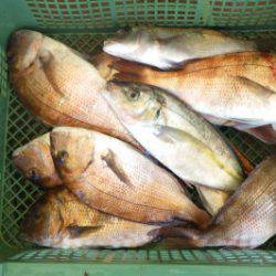 淡路じゃのひれフィッシングパーク 釣果