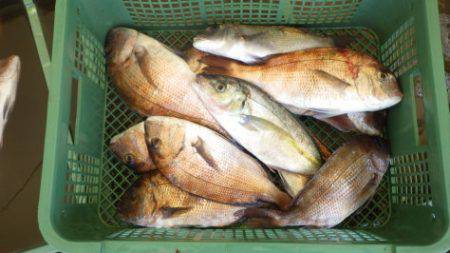 淡路じゃのひれフィッシングパーク 釣果