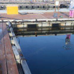 淡路じゃのひれフィッシングパーク 釣果