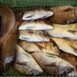 淡路じゃのひれフィッシングパーク 釣果