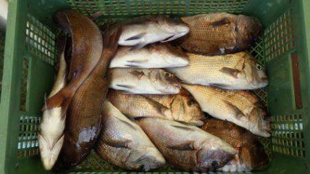 淡路じゃのひれフィッシングパーク 釣果