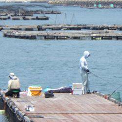 淡路じゃのひれフィッシングパーク 釣果