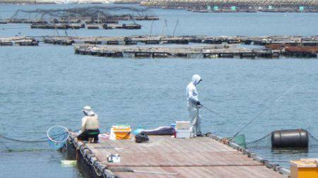 淡路じゃのひれフィッシングパーク 釣果
