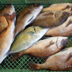 淡路じゃのひれフィッシングパーク 釣果