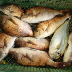 淡路じゃのひれフィッシングパーク 釣果