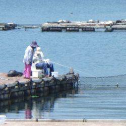 淡路じゃのひれフィッシングパーク 釣果