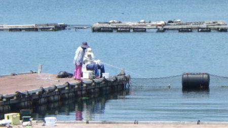 淡路じゃのひれフィッシングパーク 釣果