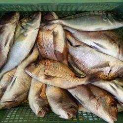 淡路じゃのひれフィッシングパーク 釣果