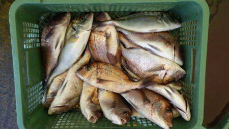 淡路じゃのひれフィッシングパーク 釣果