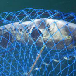 淡路じゃのひれフィッシングパーク 釣果