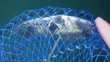 淡路じゃのひれフィッシングパーク 釣果