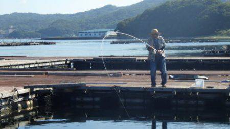 淡路じゃのひれフィッシングパーク 釣果