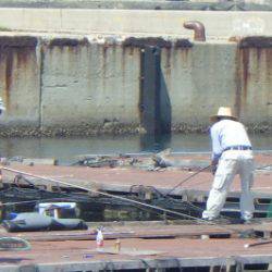 淡路じゃのひれフィッシングパーク 釣果