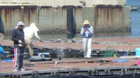 淡路じゃのひれフィッシングパーク 釣果