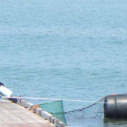 淡路じゃのひれフィッシングパーク 釣果