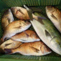 淡路じゃのひれフィッシングパーク 釣果