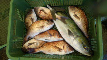 淡路じゃのひれフィッシングパーク 釣果