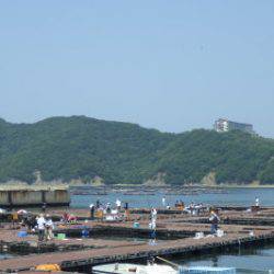 淡路じゃのひれフィッシングパーク 釣果