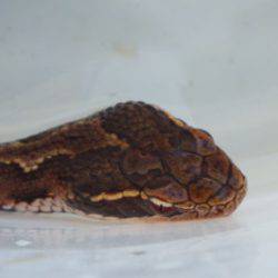 淡路じゃのひれフィッシングパーク 釣果