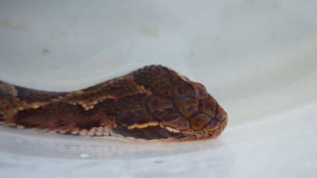 淡路じゃのひれフィッシングパーク 釣果