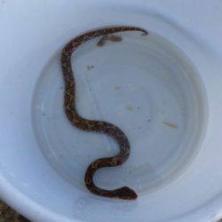 淡路じゃのひれフィッシングパーク 釣果