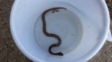 淡路じゃのひれフィッシングパーク 釣果