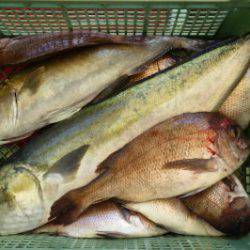 淡路じゃのひれフィッシングパーク 釣果