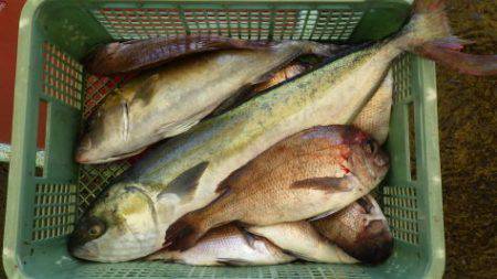 淡路じゃのひれフィッシングパーク 釣果