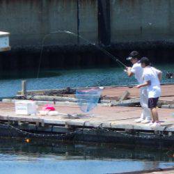淡路じゃのひれフィッシングパーク 釣果