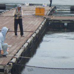 淡路じゃのひれフィッシングパーク 釣果