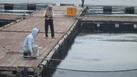 淡路じゃのひれフィッシングパーク 釣果