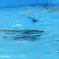 淡路じゃのひれフィッシングパーク 釣果