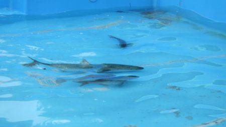 淡路じゃのひれフィッシングパーク 釣果