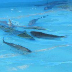 淡路じゃのひれフィッシングパーク 釣果