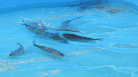 淡路じゃのひれフィッシングパーク 釣果