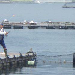 淡路じゃのひれフィッシングパーク 釣果