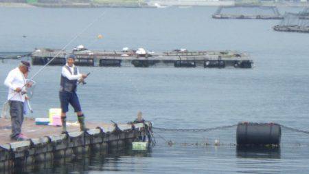 淡路じゃのひれフィッシングパーク 釣果