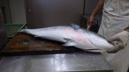 淡路じゃのひれフィッシングパーク 釣果